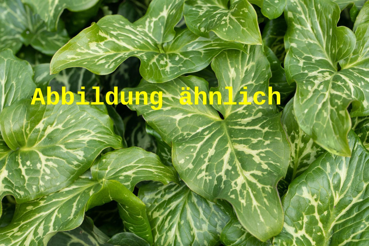 Genaues Foto für Arum italicum 'Pictum' folgt; dieses ähnliche Bild dient der Illustration von Geaderter Garten-Aronstab