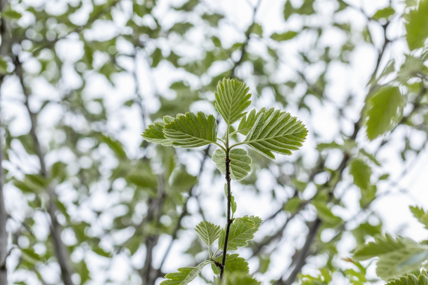 Sorbus intermedia 'Brouwers' (Schmalkronige Mehlbeere)
