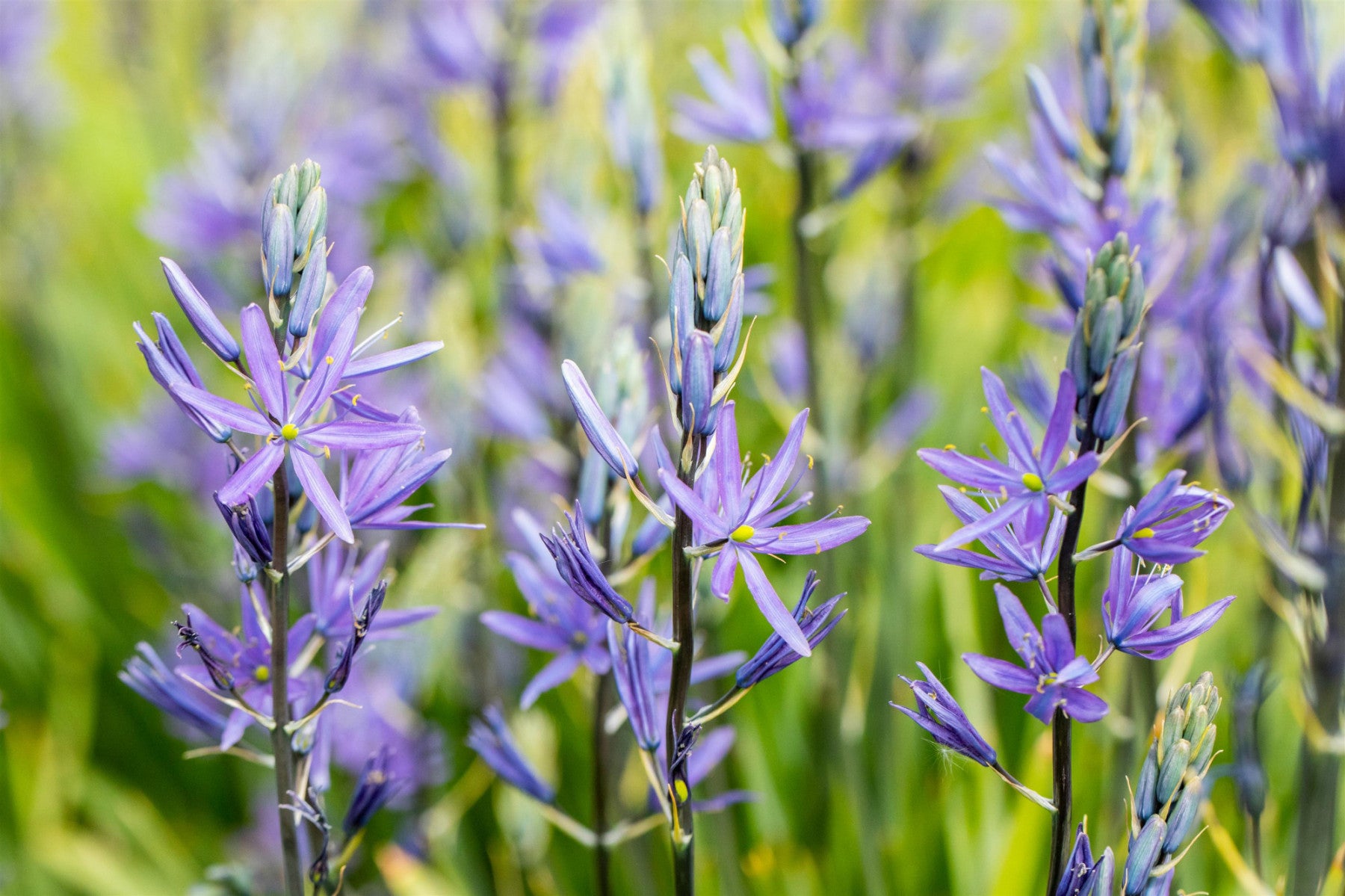 Camassia leichtlinii 'Caerulea' (Leichtlins Garten-Prärielilie)