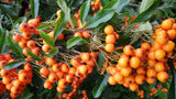 Pyracantha 'Orange Glow'; mit Früchten/Fruchtbehang; robust gegen Krankheiten; Einsatzmöglichkeit z.B. : Solitär;;ab 0,00 Euro