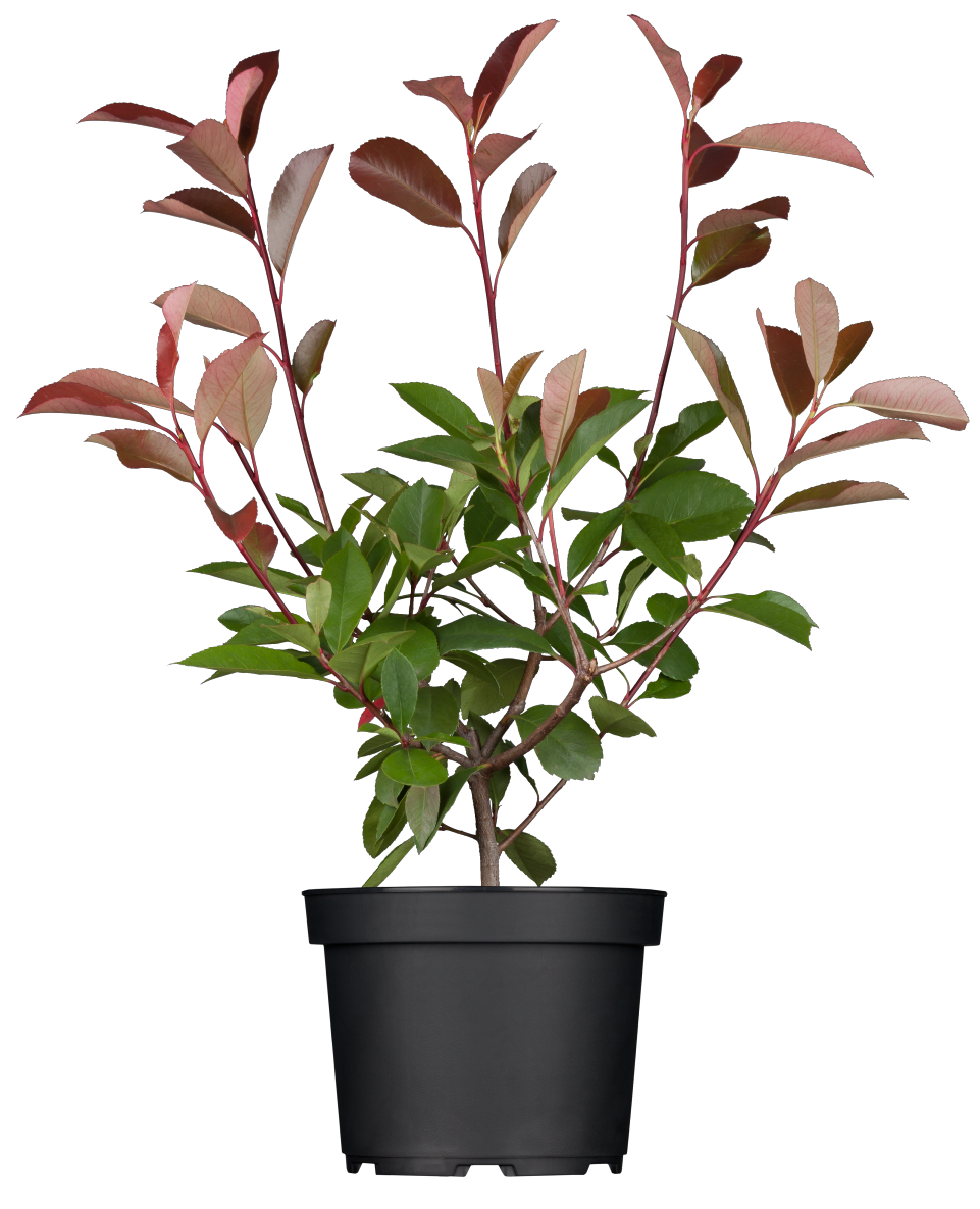 Photinia fraseri 'Red Robin'; hier im Topf; robust gegen Krankheiten; Einsatzmöglichkeit z.B. : Kübelpflanze;;ab 28,40 Euro