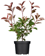 Photinia fraseri 'Red Robin'; hier im Topf; robust gegen Krankheiten; Einsatzmöglichkeit z.B. : Kübelpflanze;;ab 28,40 Euro
