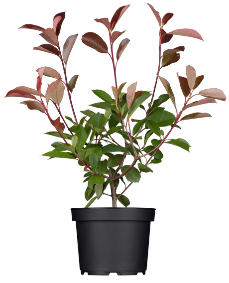 Photinia fraseri 'Red Robin'; hier im Topf; robust gegen Krankheiten; Einsatzmöglichkeit z.B. : Kübelpflanze;;ab 28,40 Euro