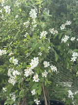 Sparrige Prunkspiere; hier mit Blüte; pflegeleicht; Einsatzmöglichkeit z.B. : Zierstrauch; erhältlich von 40-60 bis 175-200 cm;;hier kaufen