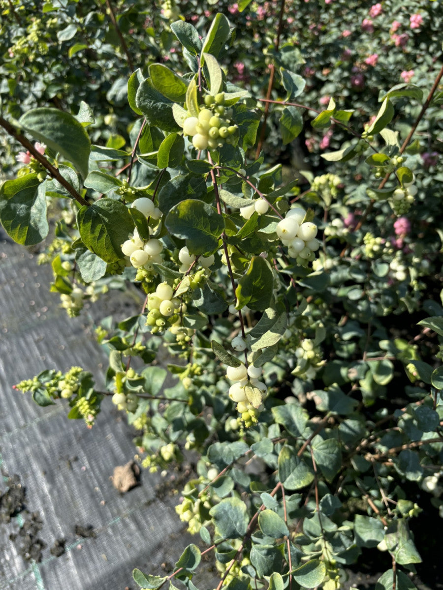 Roter Schneebeeren-Strauch; mit Früchten/Fruchtbehang; dekorativ; Einsatzmöglichkeit z.B. : Bienenweide;;mit zeitnaher Lieferung