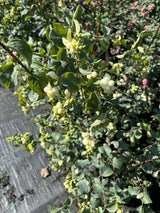 Roter Schneebeeren-Strauch; mit Früchten/Fruchtbehang; dekorativ; Einsatzmöglichkeit z.B. : Bienenweide;;mit zeitnaher Lieferung