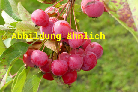Genaues Foto für Malus 'Red Obelisk' folgt; dieses ähnliche Bild dient der Illustration von Synonym