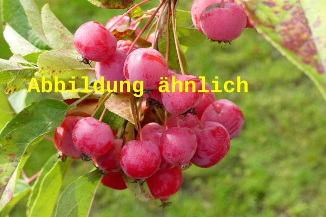 Genaues Foto für Malus 'Red Obelisk' folgt; dieses ähnliche Bild dient der Illustration von Synonym