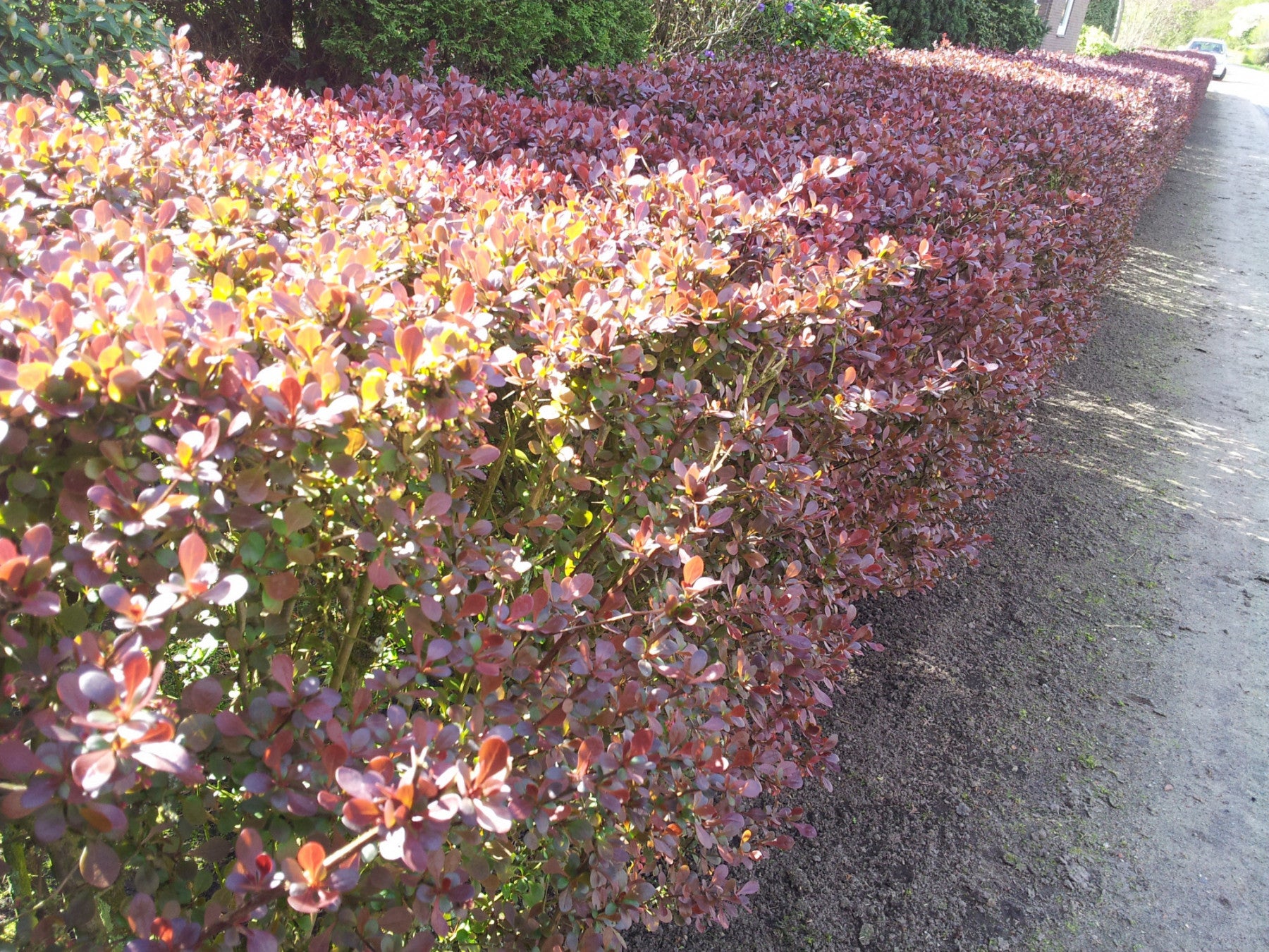 Berberis thunbergii 'Atropurpurea' (Rote Heckenberberitze)