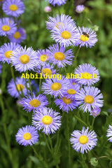 Genaues Foto für Aster dumosus 'Zwergenhimmel' folgt; dieses ähnliche Bild dient der Illustration von Garten-Kissen-Aster