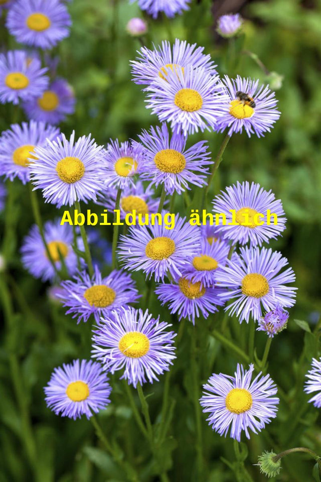 Genaues Foto für Aster dumosus 'Zwergenhimmel' folgt; dieses ähnliche Bild dient der Illustration von Garten-Kissen-Aster