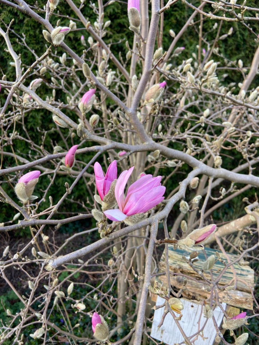 Magnolia loebneri 'Leonard Messel' (Rosa Sternmagnolie)
