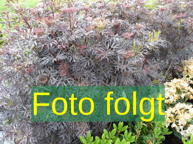 Je nach Variante (siehe Beschreibung) werden entsprechende Pflanzen geliefert, jahreszeitbedingt sehen Pflanzen unterschiedlich aus.