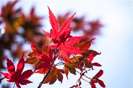 japanischer ahorn 'atropurpureum'; hier mit Herbstlaub; herbstfärbung; Einsatzmöglichkeit z.B. : Gartenbaum;;mit zeitnaher Lieferung