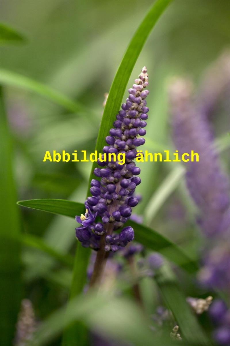 Genaues Foto für Liriope muscari 'Ingwersen' folgt; dieses ähnliche Bild dient der Illustration von Garten-Glöckchentraube