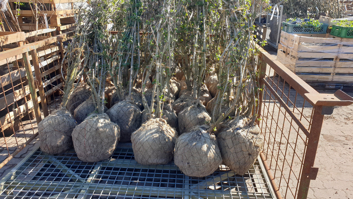 Sambucus nigra VkG 6; hier als Ballenpflanze; essbare Früchte; Einsatzmöglichkeit z.B. : Vogelnährgehölz;;ab 3,85 Euro