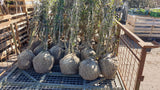 Sambucus nigra VkG 6; hier als Ballenpflanze; essbare Früchte; Einsatzmöglichkeit z.B. : Vogelnährgehölz;;ab 3,85 Euro