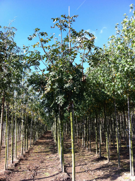 Goldregenbaum; als Pflanze im Beet; winterhart; Einsatzmöglichkeit z.B. : Garten; erhältlich mit Stammumfang von 12-14 bis 18-20 cm;;günstig mit Qualität