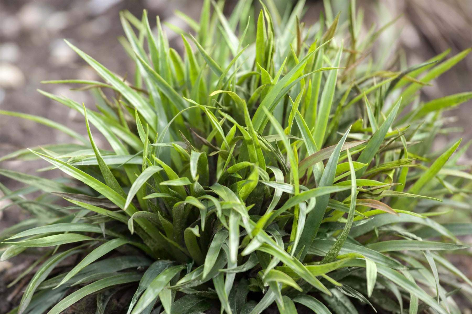 Luzula pilosa 'Igel' (Behaarte Garten-Hainsimse)