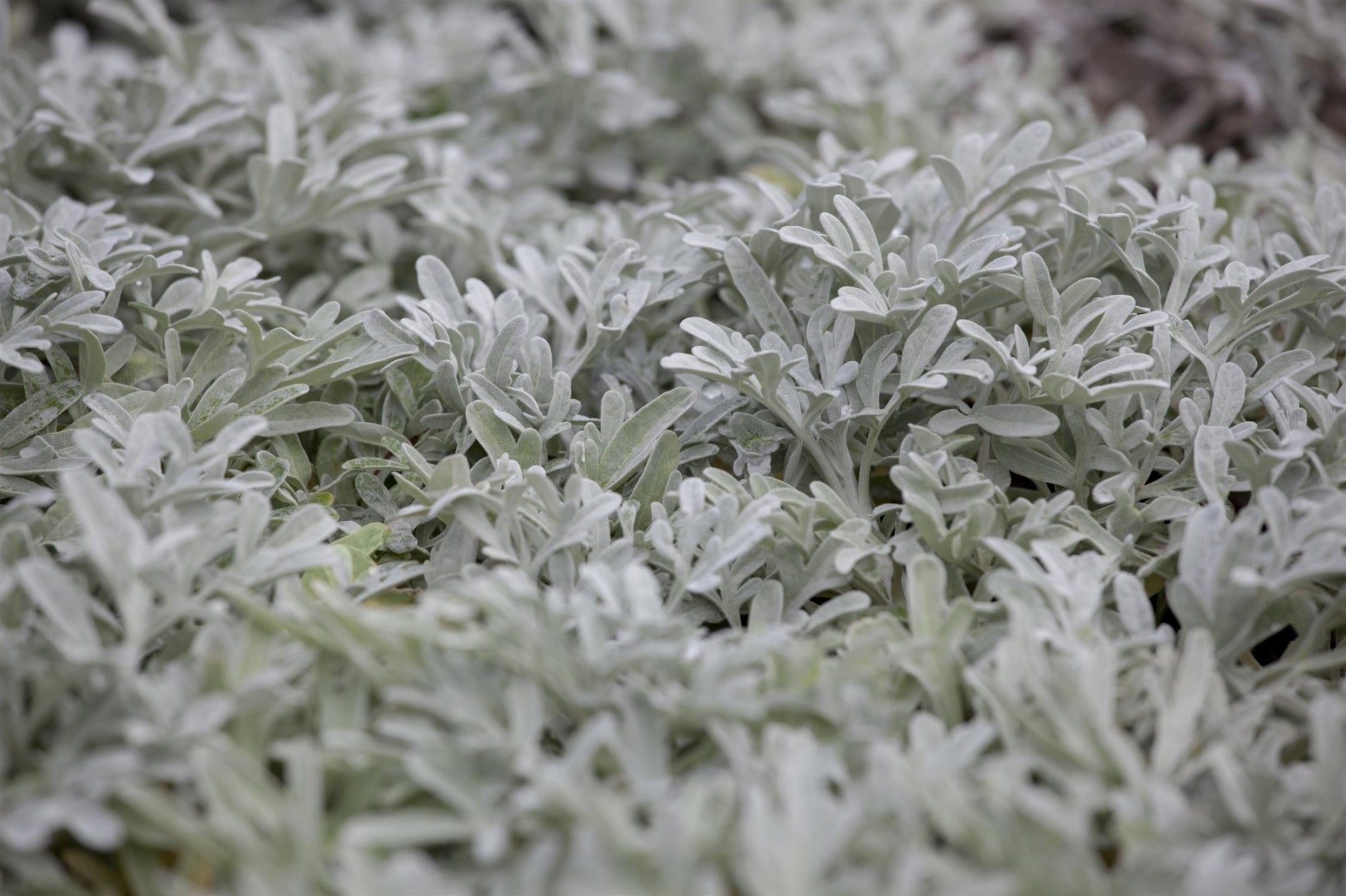 Artemisia stelleriana 'Mori' (Garten-Silber-Wermut)