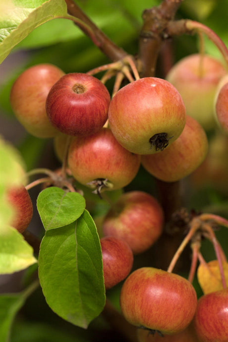 Zierapfel 'Evereste'; mit Früchten/Fruchtbehang; attraktive Früchte; Einsatzmöglichkeit z.B. : Solitärgehölz; erhältlich von 60-100 bis 450-650 cm;;hier kaufen