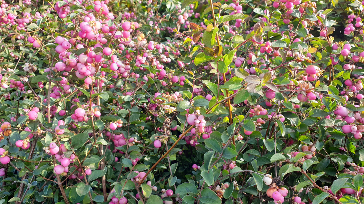 Amethystbeere 'Magic Berry'; mit Früchten/Fruchtbehang; pflegeleicht; Einsatzmöglichkeit z.B. : Solitärpflanze;;hier kaufen