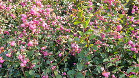 Amethystbeere 'Magic Berry'; mit Früchten/Fruchtbehang; pflegeleicht; Einsatzmöglichkeit z.B. : Solitärpflanze;;hier kaufen