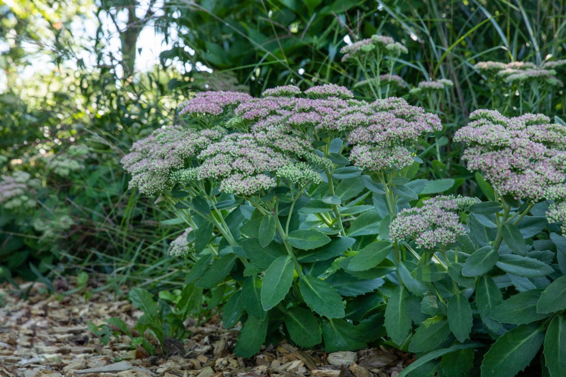 Sedum telephium i. S. (Großes Garten-Fettblatt)