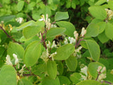 Gemeine Heckenkirsche; hier mit Blüte; pflegeleicht; Einsatzmöglichkeit z.B. : Bienenweide; erhältlich von 40-70 bis 200-250 cm;;hier kaufen