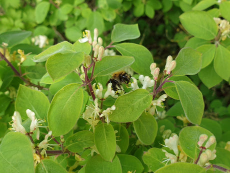 Gemeine Heckenkirsche; hier mit Blüte; pflegeleicht; Einsatzmöglichkeit z.B. : Bienenweide; erhältlich von 40-70 bis 200-250 cm;;hier kaufen