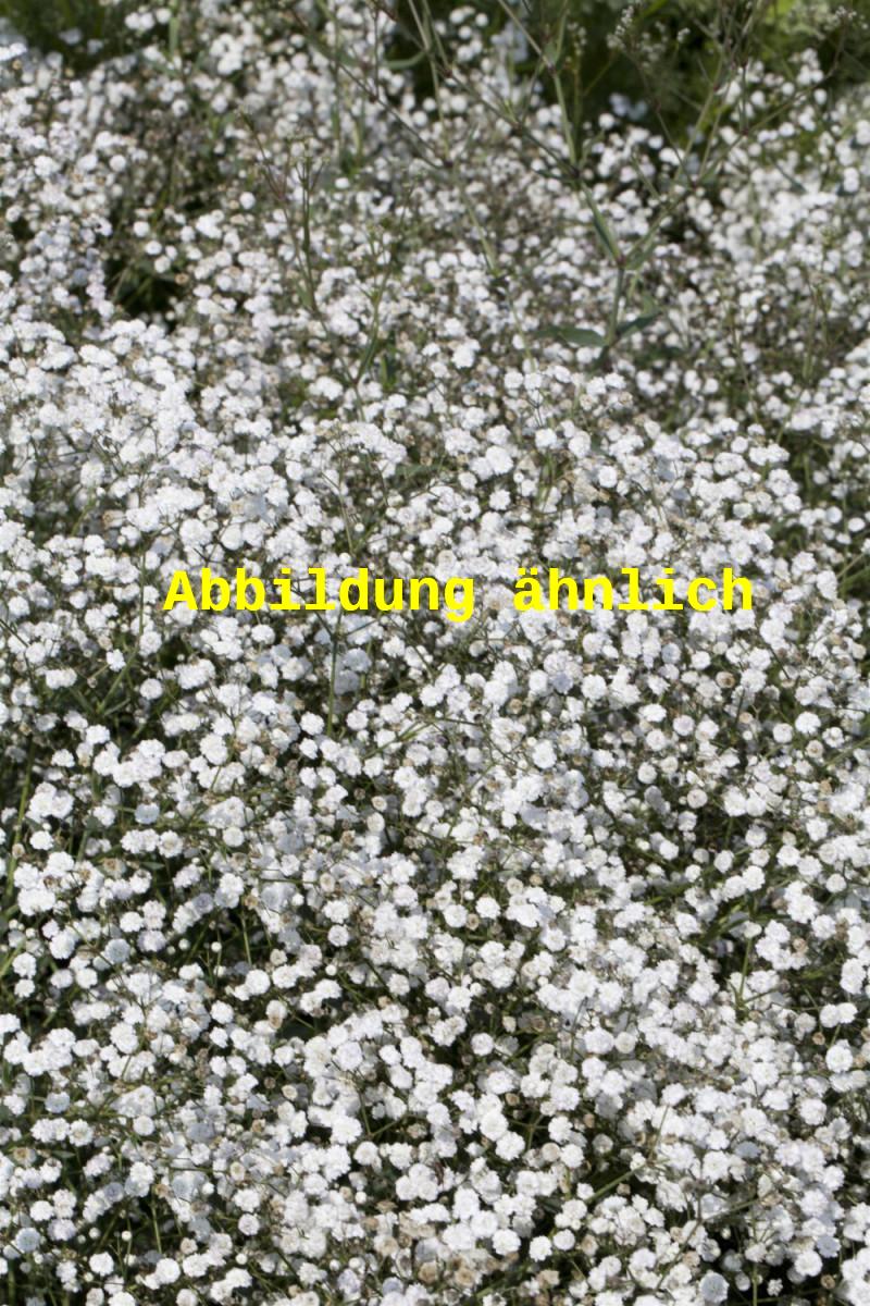 Gypsophila repens 'Filou White' (Kriechendes Schleierkraut)