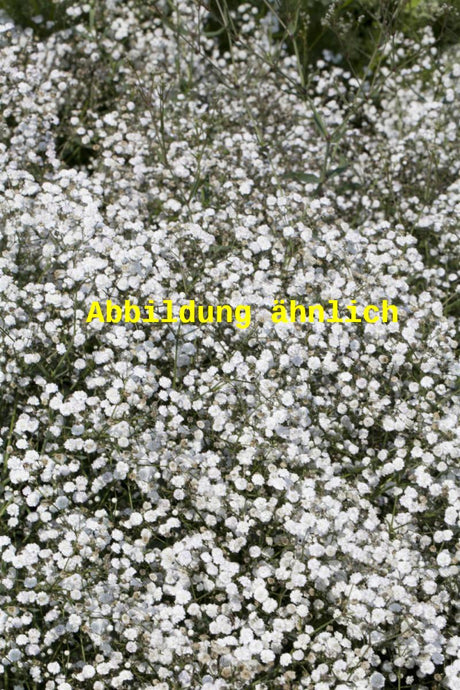 Genaues Foto für Gypsophila repens 'Filou White' folgt; dieses ähnliche Bild dient der Illustration von Kriechendes Schleierkraut