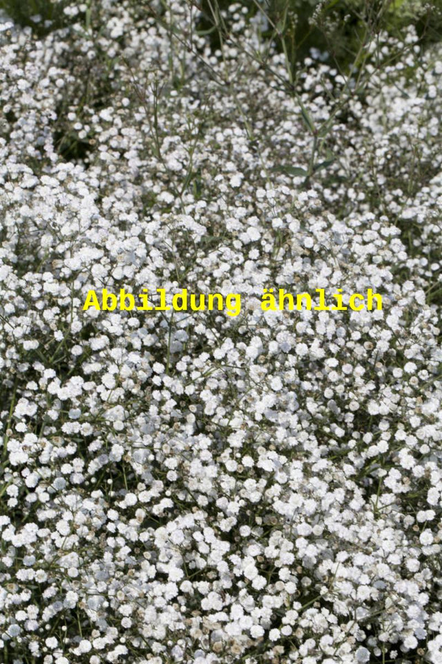 Genaues Foto für Gypsophila repens 'Filou White' folgt; dieses ähnliche Bild dient der Illustration von Kriechendes Schleierkraut