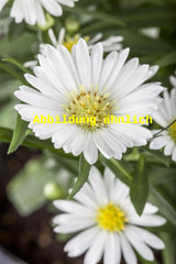 Genaues Foto für Aster pansus 'Snowflurry' folgt; dieses ähnliche Bild dient der Illustration von Garten-Teppich-Aster