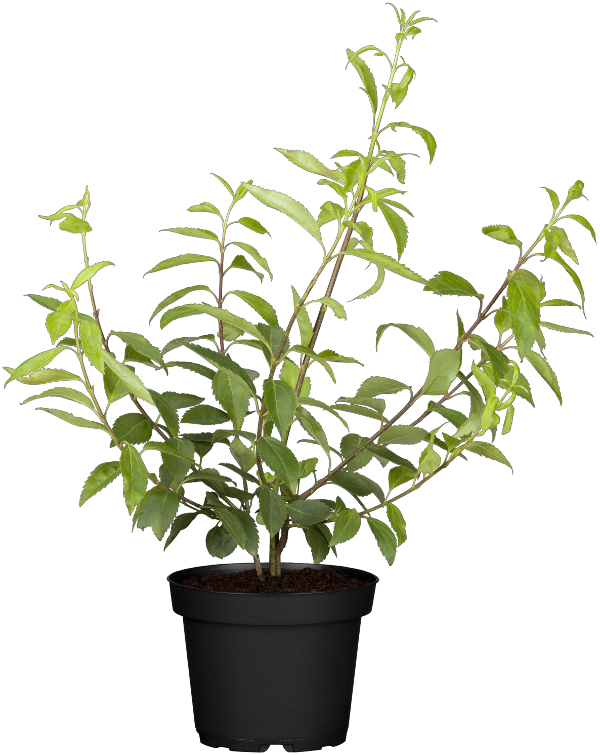 Forsythia x intermedia 'Goldrausch'; hier im Topf; anspruchslos; Einsatzmöglichkeit z.B. : solitärpflanze;;günstig mit Qualität