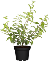 Forsythia x intermedia 'Goldrausch'; hier im Topf; anspruchslos; Einsatzmöglichkeit z.B. : solitärpflanze;;günstig mit Qualität