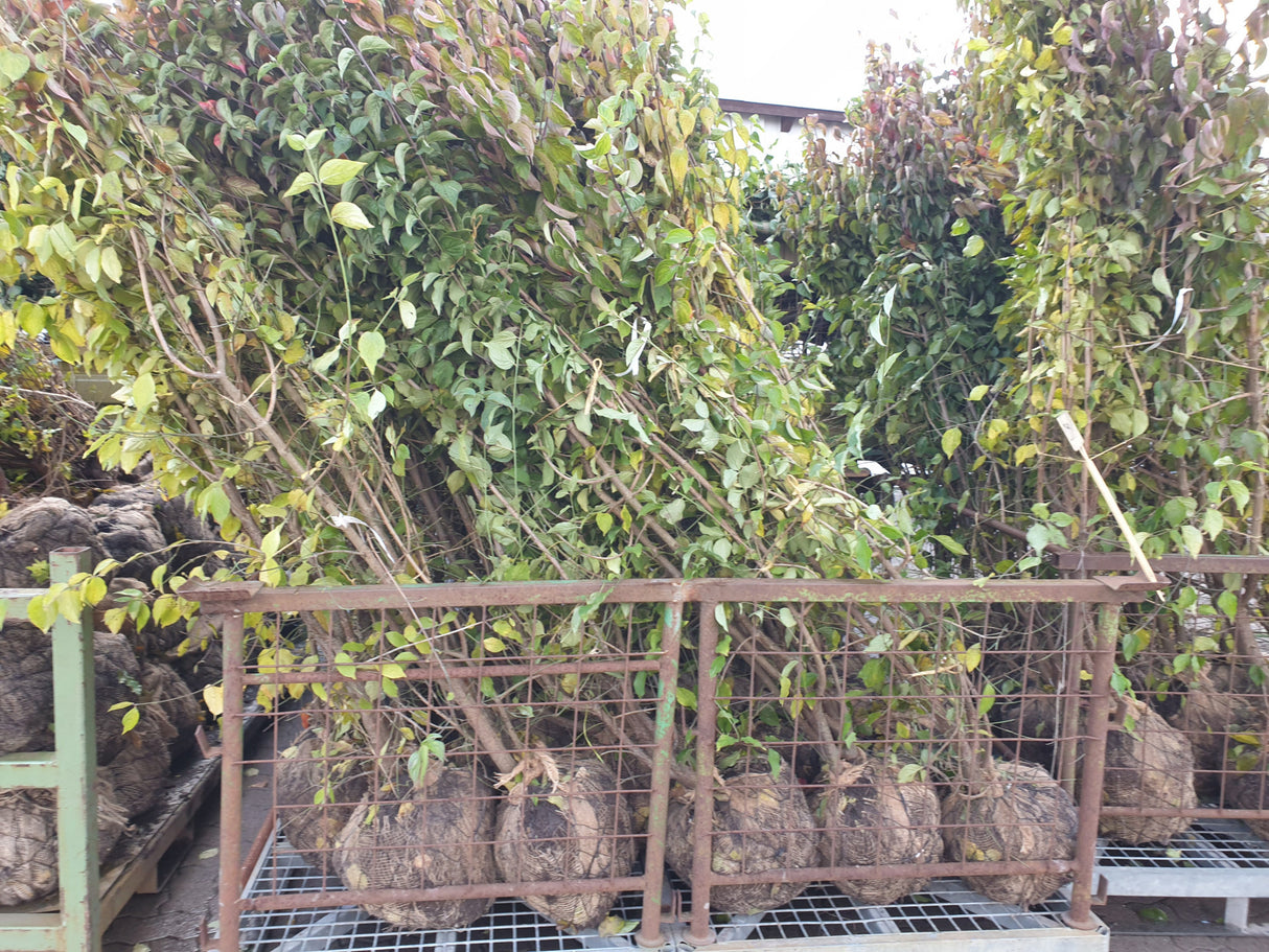 Cornus mas; vorbereitet für Versand; bietet Vögeln Schutz; Einsatzmöglichkeit z.B. : Windschutzgehölz;;ab 3,02 Euro