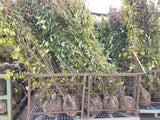 Cornus mas VkG 1, 2, 3, 4, 5, 6; vorbereitet für Versand; bietet Vögeln Schutz; Einsatzmöglichkeit z.B. : Windschutzgehölz;;ab 4,95 Euro