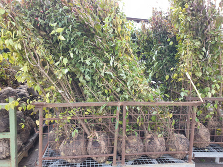 Cornus mas VkG 1, 2, 3, 4, 5, 6; vorbereitet für Versand; bietet Vögeln Schutz; Einsatzmöglichkeit z.B. : Windschutzgehölz;;ab 4,95 Euro