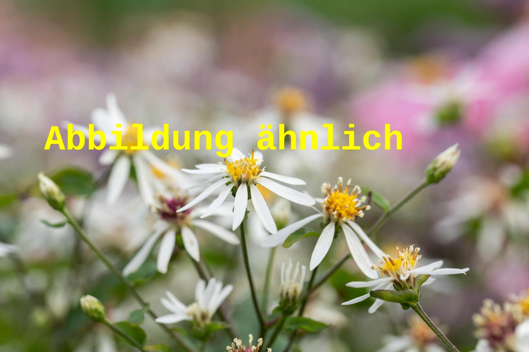 Aster ericoides 'Weißer Zwerg' (Garten-Myrten-Aster)