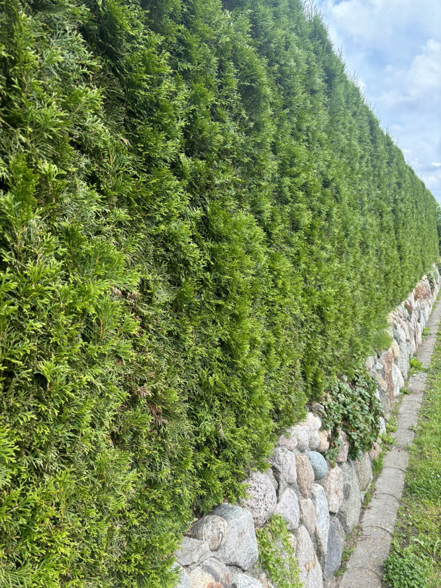 Lebensbaum 'Smaragd'; als Hecke; nahrungsquelle für Vögel; erhältlich von 30-40 bis 225-250 cm;;hier kaufen