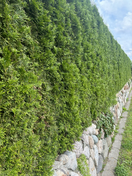 Lebensbaum 'Smaragd'; als Hecke; nahrungsquelle für Vögel; erhältlich von 30-40 bis 225-250 cm;;hier kaufen