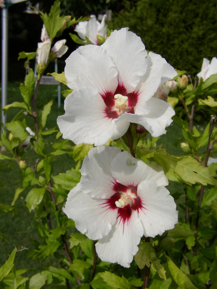 Garteneibisch 'Red Heart'; hier mit Blüte; winterhart; Einsatzmöglichkeit z.B. : Hecke; erhältlich von 40-60 bis 150-175 cm;;hier kaufen