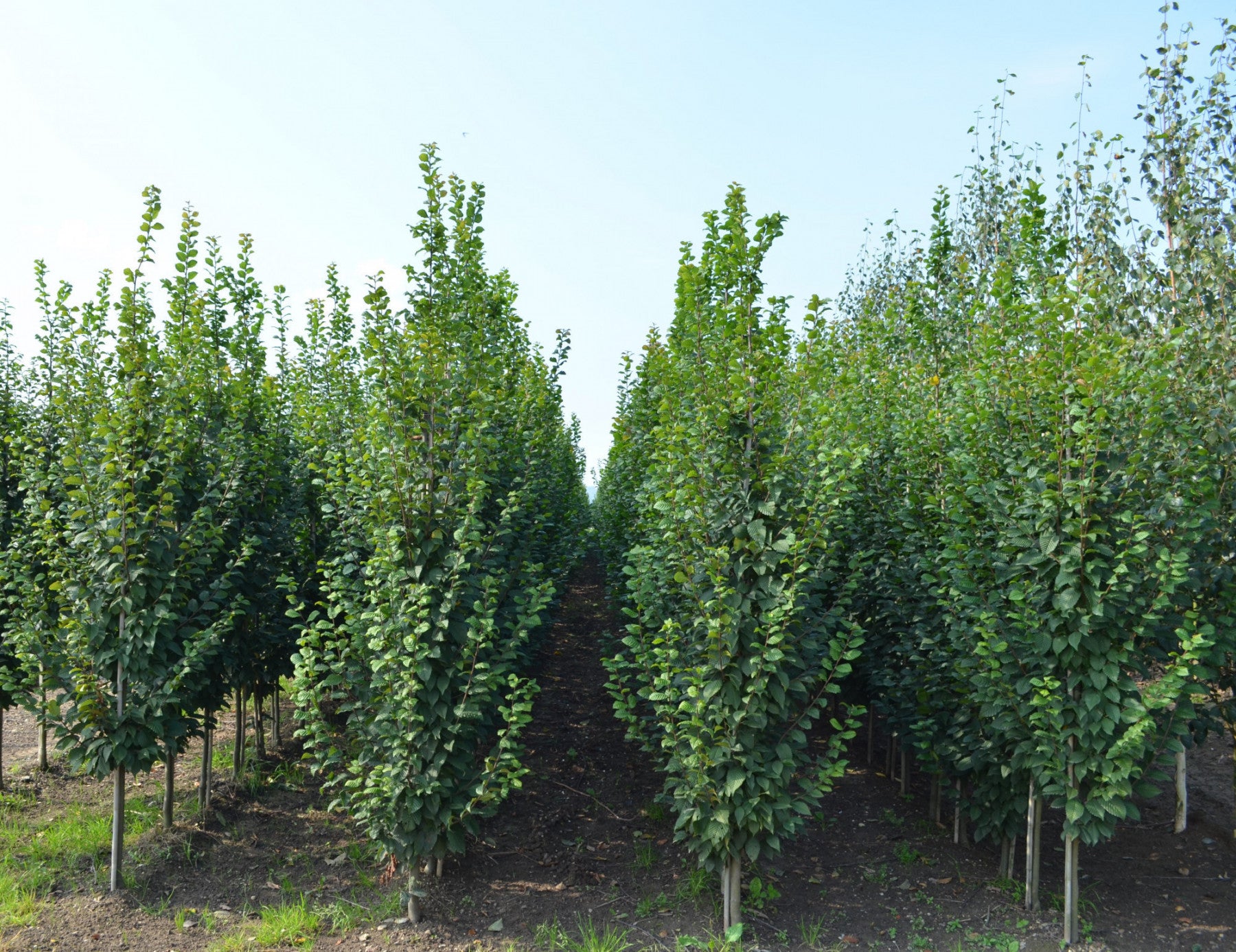 Carpinus betulus 'Lucas' (Hainbuche 'Lucas')