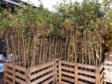 Quercus robur HkG 81701; vorbereitet für Versand; natürlich; Einsatzmöglichkeit z.B. : freie Landschaft;;ab 1,54 Euro