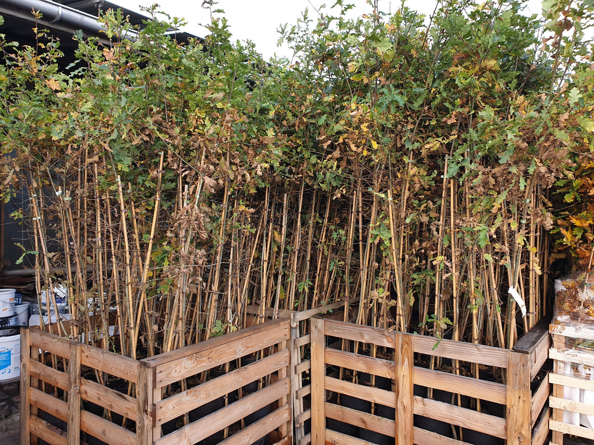 Quercus robur HkG 81709; vorbereitet für Versand; natürlich; Einsatzmöglichkeit z.B. : freie Landschaft;;ab 1,54 Euro