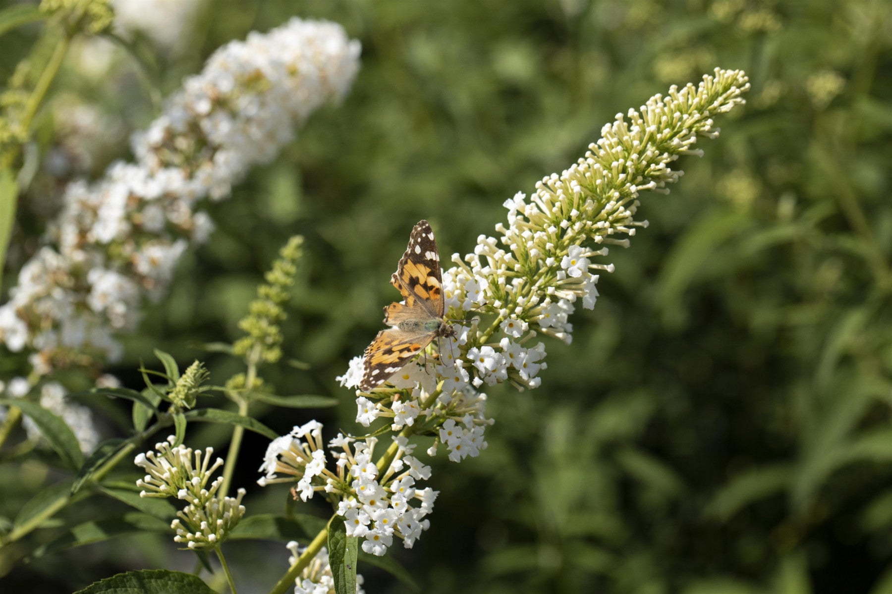 Buddleja 'White Profusion' (Sommerflieder 'White Profusion')