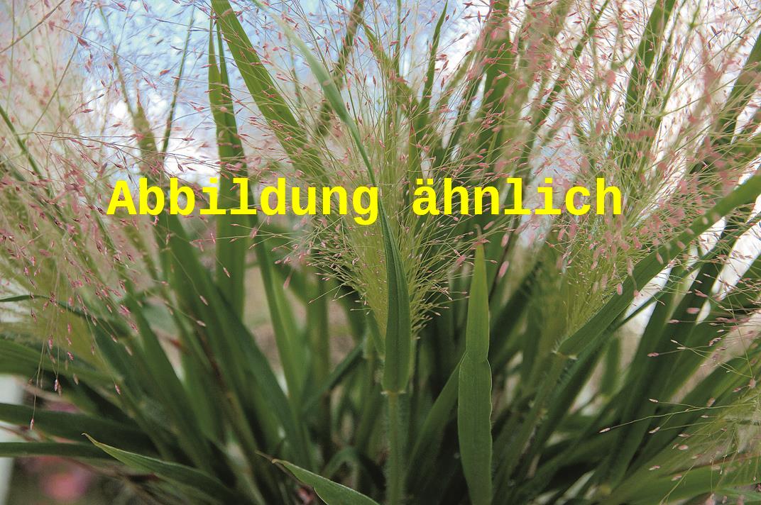 Genaues Foto für Eragrostis spectabilis folgt; dieses ähnliche Bild dient der Illustration von Purpur-Liebesgras