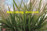Genaues Foto für Eragrostis spectabilis folgt; dieses ähnliche Bild dient der Illustration von Purpur-Liebesgras