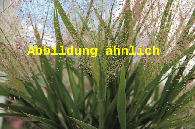 Genaues Foto für Eragrostis spectabilis folgt; dieses ähnliche Bild dient der Illustration von Purpur-Liebesgras